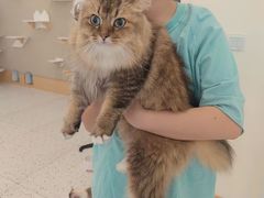 -猫域·湾主题猫咖·宠物吧(南坪城市广场店)