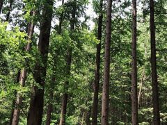 -黄海国家森林公园