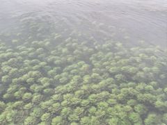-靖西鹅泉风景区