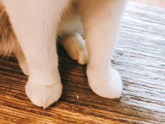 -猫友咖啡店(玉林西路店)