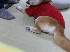 -逗柴咖啡屋·狗咖猫咖宠物桌游