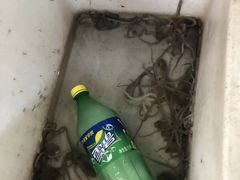 -大树下饭店(春晓镇慈岙社区卫生服务站南)