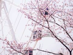 -顾村公园