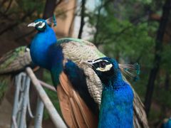 -燕塞湖鸟语林景区