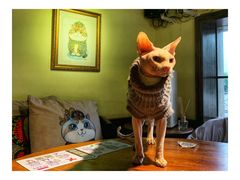 -more than meow吴止猫主题餐厅(承德 中船汇店)