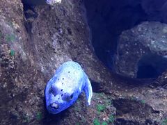 -芜湖新华联大白鲸海洋公园