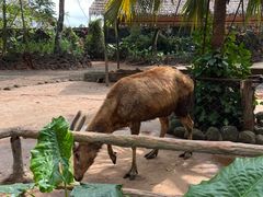 -海南热带野生动植物园
