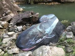 -九龙江国家森林公园