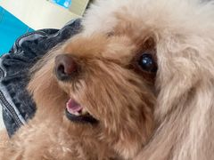 -康旭宠物医院(郑州总院)