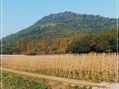 -八卦田遗址公园