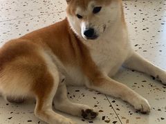 -喜柴咖啡·柴犬狗咖