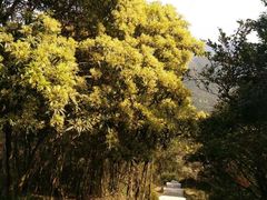 -大姆山草场