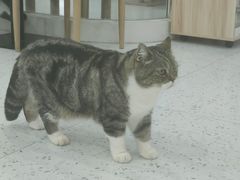 -喵园·猫主题咖啡厅·撸猫·猫咖(国贸店)