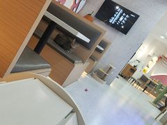 -喵园·猫主题咖啡厅·撸猫·猫咖(国贸店)