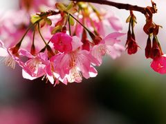 -洪湖湿地生态园