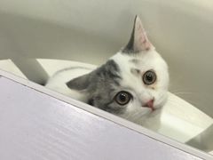 -喵的天空名猫咖啡馆·撸猫·猫舍·用品