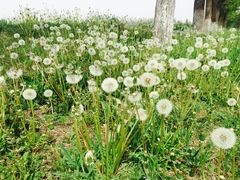 -汉长安城未央宫国家考古遗址公园