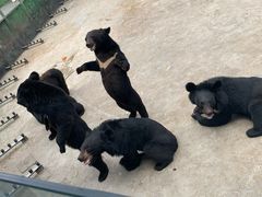 -西安秦岭野生动物园