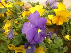 iphone_upload_pic-郑州植物园