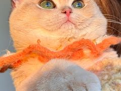 -猫十亿·布偶金渐层·曼基康矮脚猫舍(青年路店)