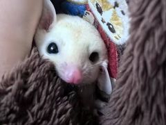 -爱侣宠医·鹦鹉专科·小型哺乳类·异宠专科(灵石路店)