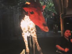 -清迈夜间动物园