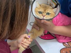 -伟伟宠物医院·瑞派猫友好医院·猫科(光谷店)