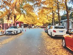 -三里屯东五街银杏大道