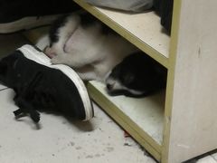 -佳雯宠物医院(四明中路分院)