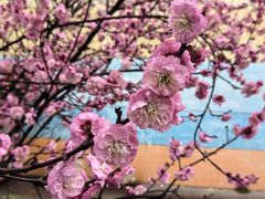 -梅花山(明孝陵内)