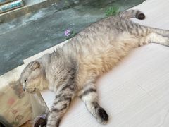 -猫咪派对(江南西店)