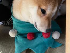 -逗柴咖啡屋·狗咖猫咖宠物桌游