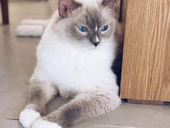 -Heymao猫咖.咖啡厅(东门店)