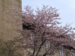 -武汉大学-樱园