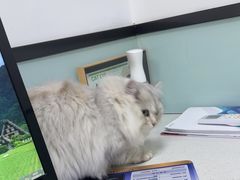 -嘉馨宠物医院·CT影像转诊·心脏科·犬猫全科诊疗中心(下沙大学城院区)