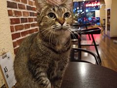 -猫友咖啡店(玉林西路店)
