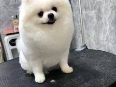 -瑞鹏宠物医院华南总院·夜诊·心脏科·骨科