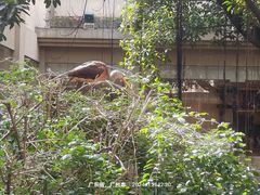 -麒麟中餐厅·经典粤菜·地道菜式老字号(广州长隆酒店)