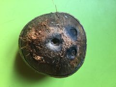 吃货椰子冻-志龙皇冠吃货椰子铺