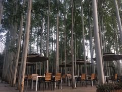 -桉树林A coffee 森林餐厅(三圣乡店)