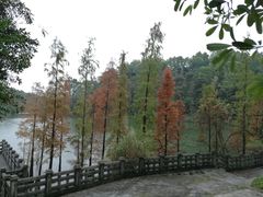 -三水森林公园