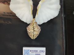 -贝壳梦幻世界