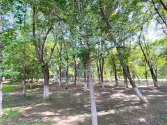 -长白岛森林公园