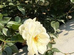 -人民公园(罗湖区)