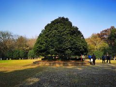 -灵谷景区