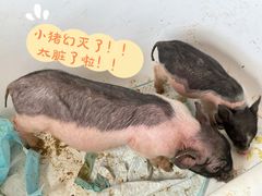 -浣熊柯尔鸭土拨鼠·电玩咖