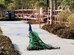 -森波拉奇妙世界