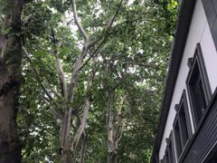 -泰顺江南春面馆