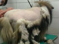 android_upload_pic-中农大我爱我爱24h动物医院·中医针灸·猫专科·骨科医疗中心(双井店)