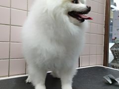 -FAELING PETS美天灵宠物(富力广场店)
